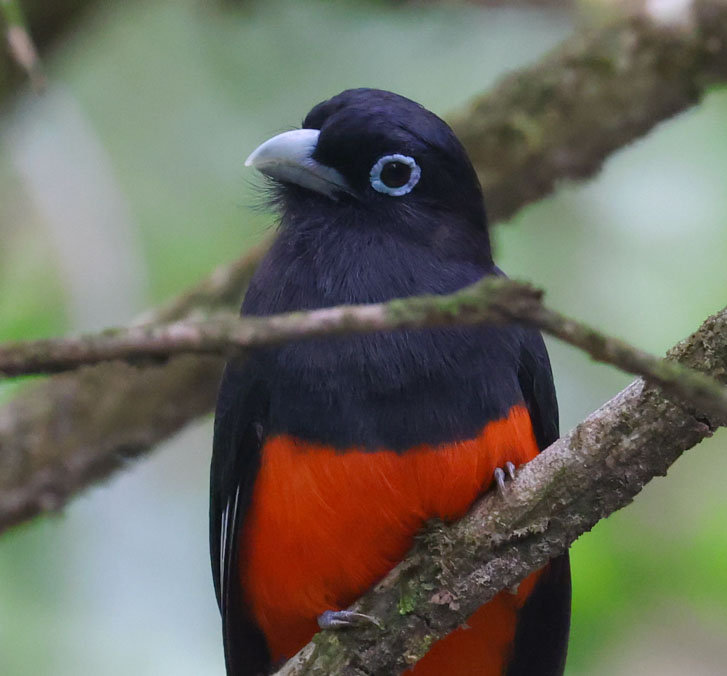 Baird's Trogon