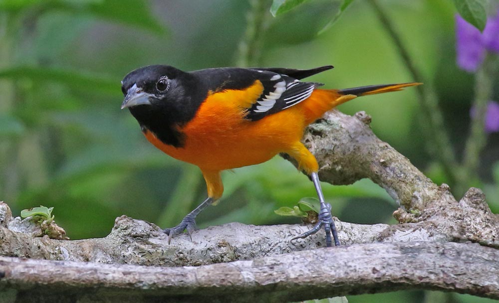 Baltimore Oriole (adult male)