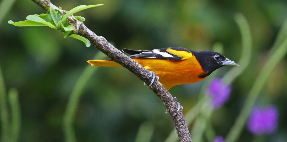 Baltimore Oriole (adult male)