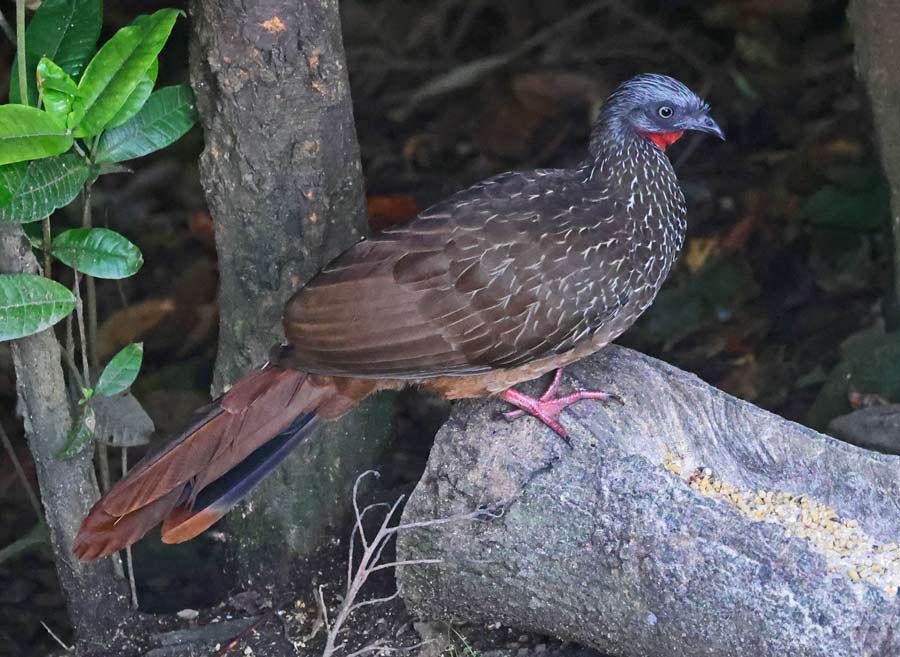 Band-tailed Guan
