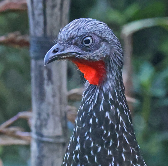 Band-tailed Guan