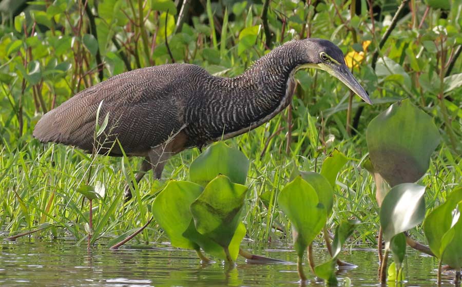 Bare-throated Tiger-heron
