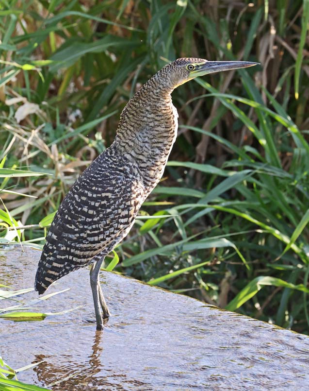Bare-throated Tiger-heron
