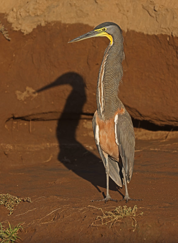 Bare-throated Tiger-heron