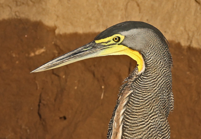 Bare-throated Tiger-heron