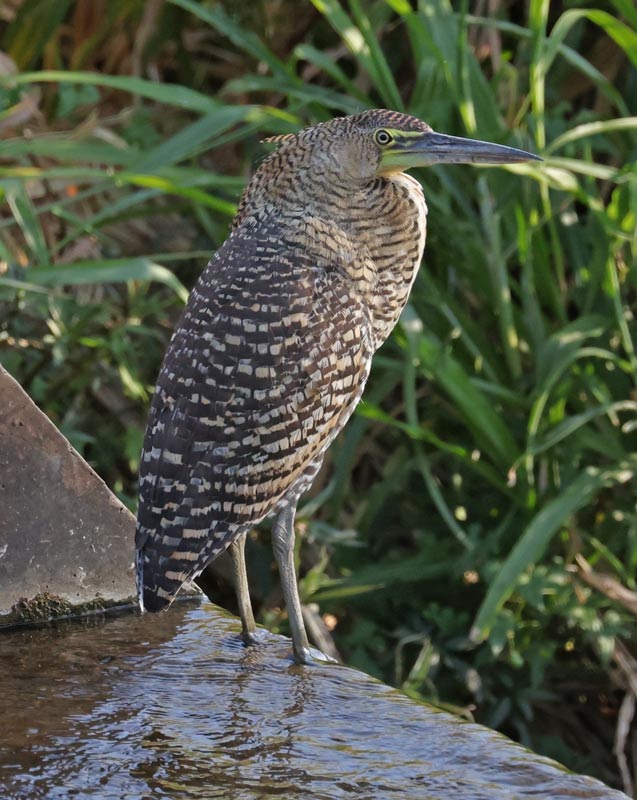 Bare-throated Tiger-heron