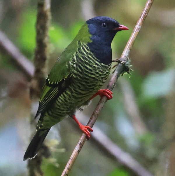 Barred Fruiteater