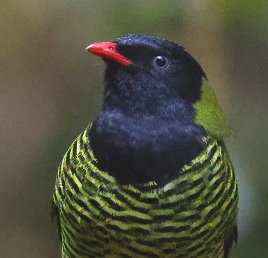 Barred Fruiteater