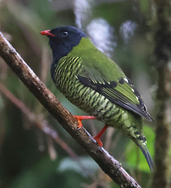 Barred Fruiteater