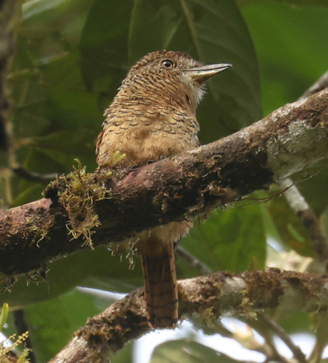 Barred Puffbird