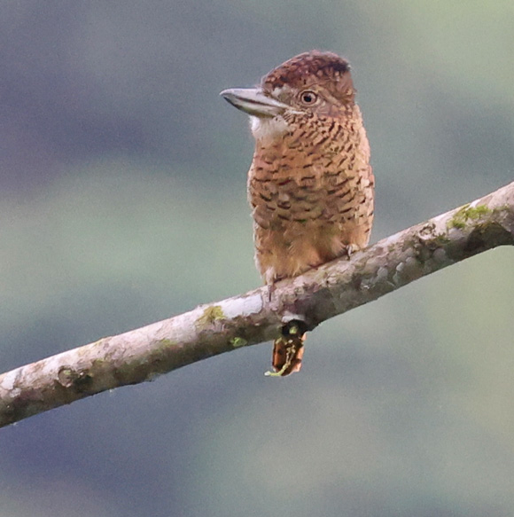 Barred Puffbird
