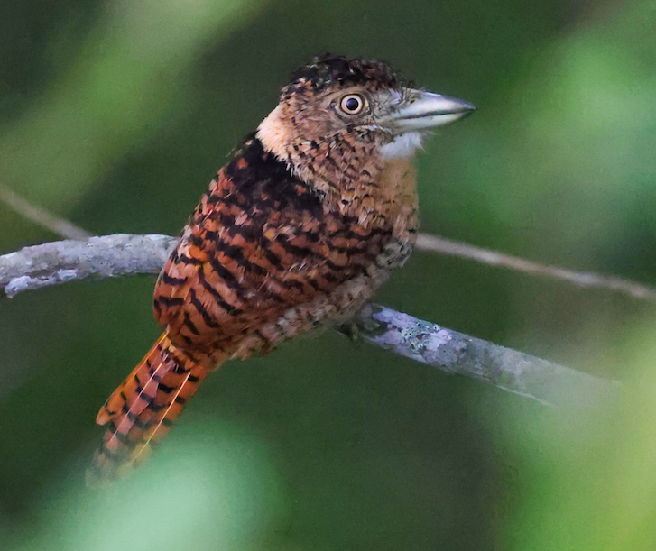 Barred Puffbird