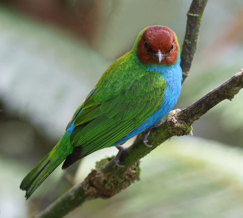 Bay-headed Tanager