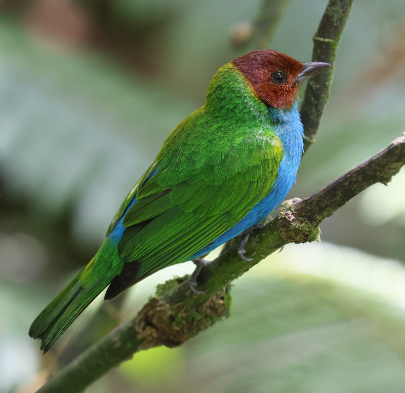 Bay-headed Tanager