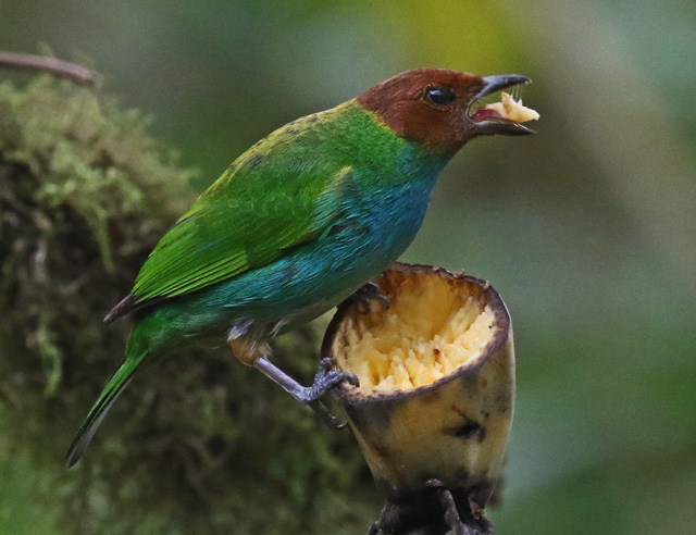 Bay-headed Tanager