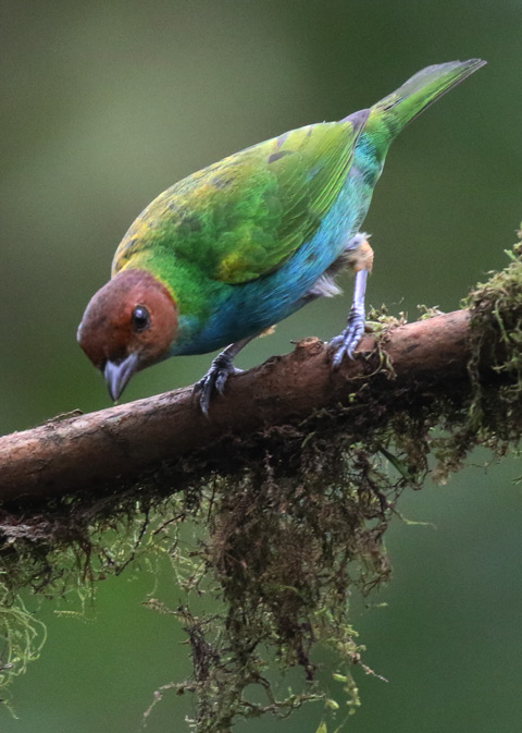 Bay-headed Tanager