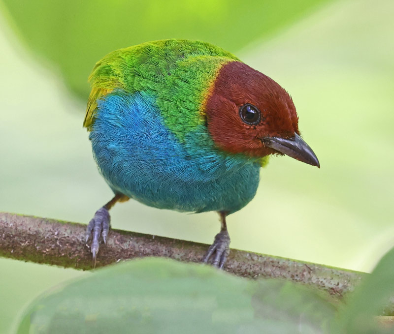 Bay-headed Tanager