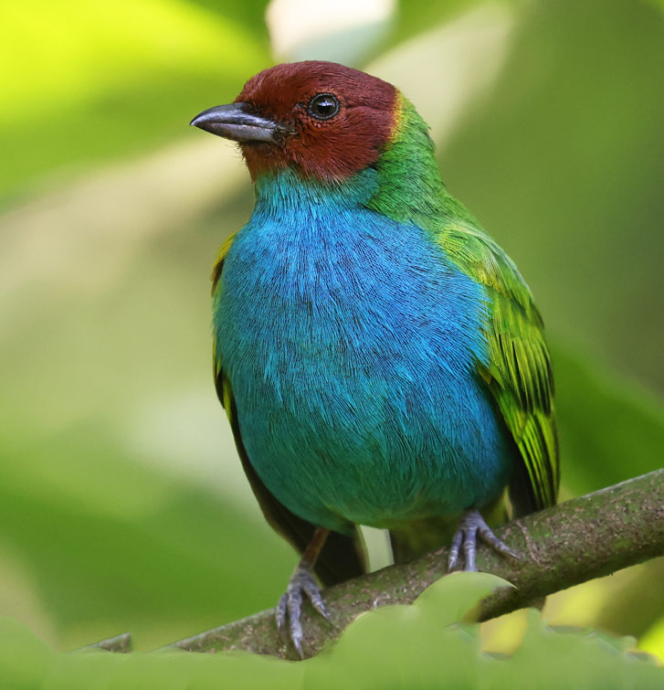 Bay-headed Tanager