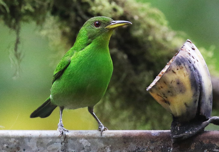 Green Honeycreeper