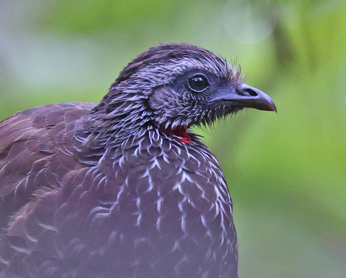 Bearded Guan