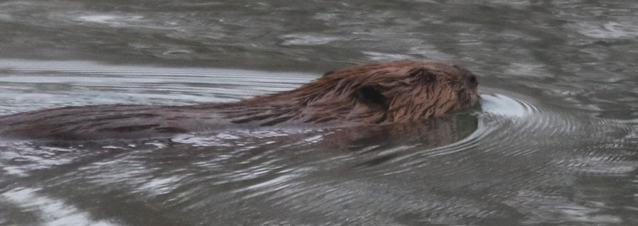 American Beaver