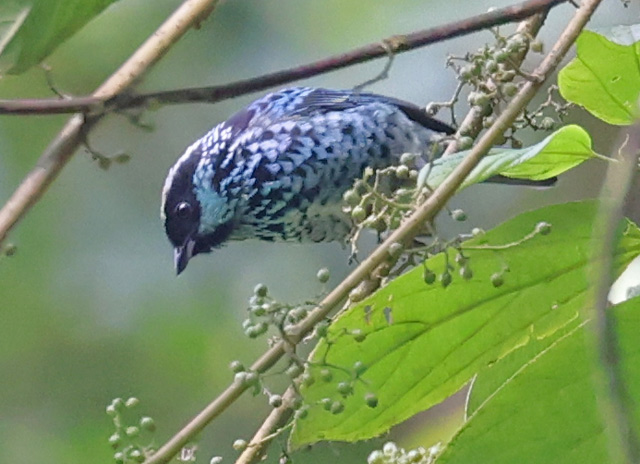 Beryl-spangled Tanager