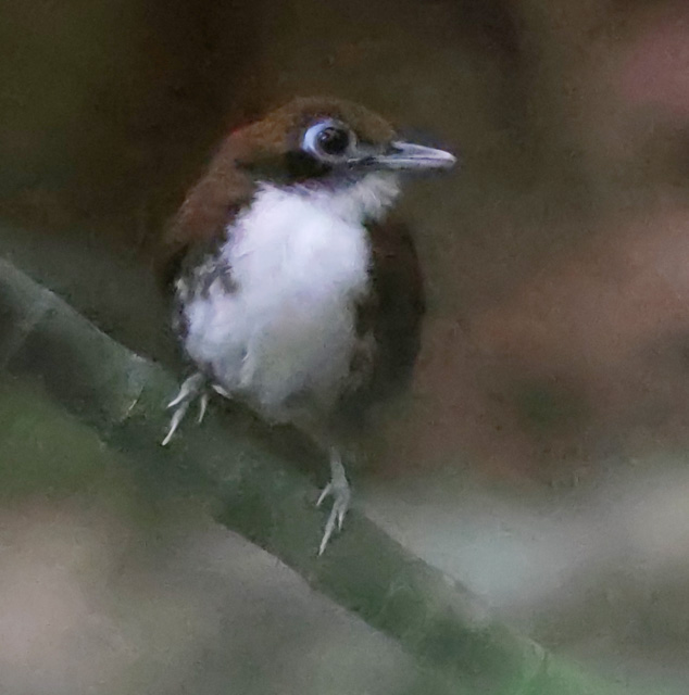 Bicolored Antbird