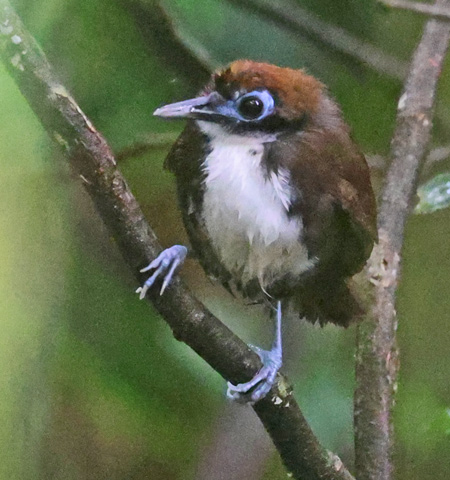 Bicolored Antbird