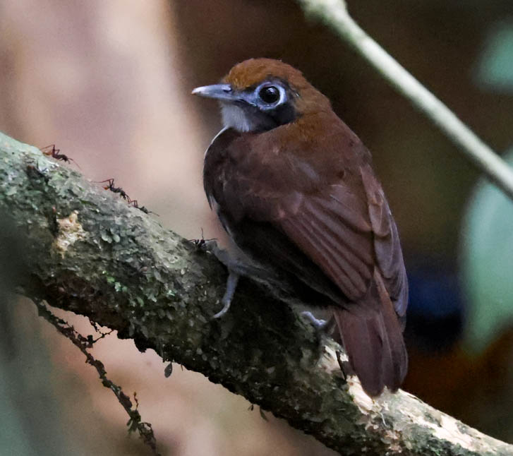 Bicolored Antbird