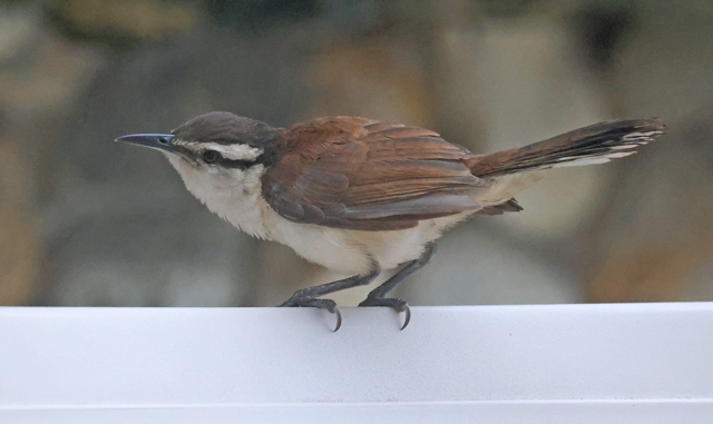 Bicolored Wren