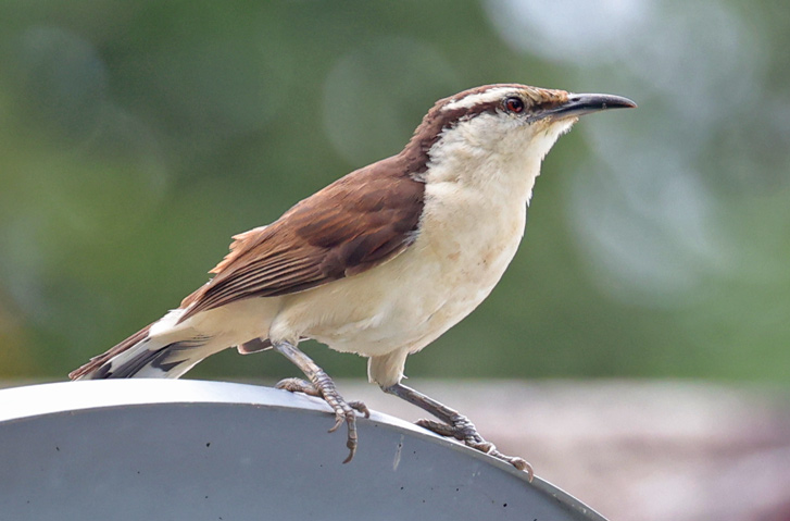 Bicolored Wren