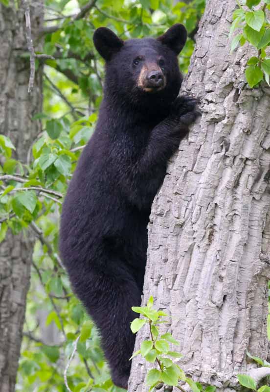 Black Bear