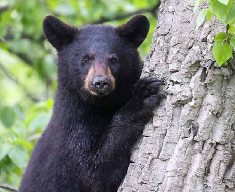 Black Bear