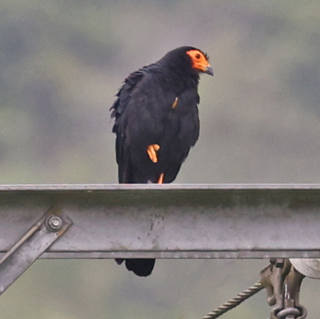 Black Caracara