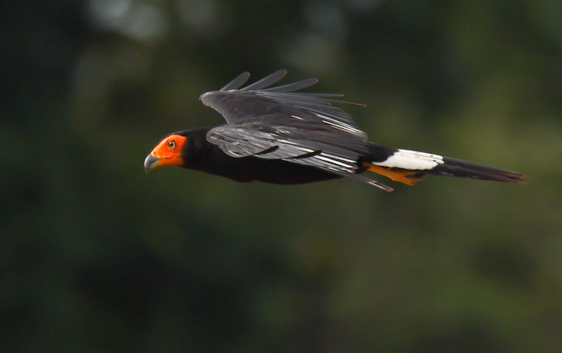 Black Caracara