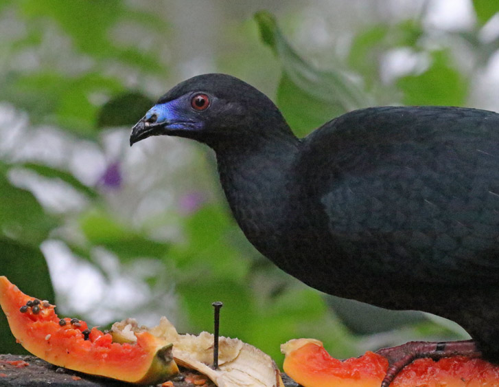 Black Guan