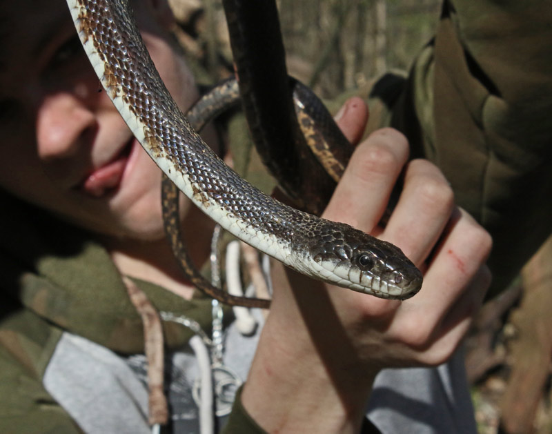 Black Rat Snake