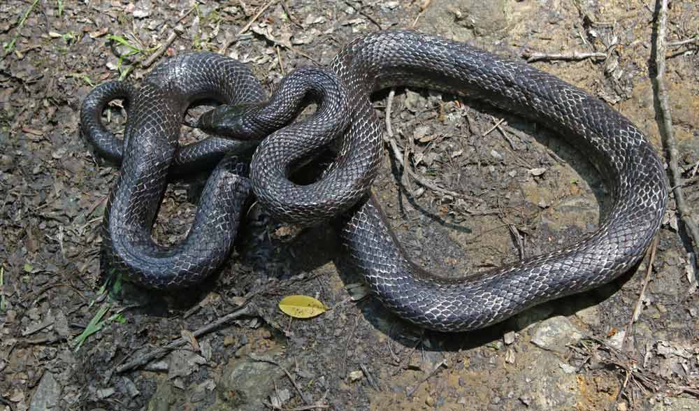 Black Rat Snake
