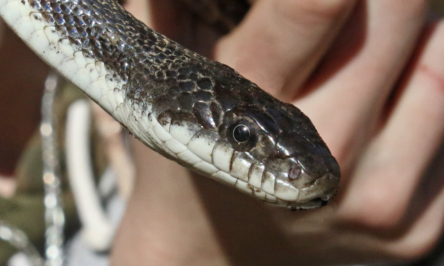 Black Rat Snake (adult) Union County, Illinois