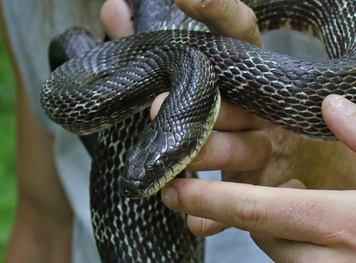 Black Rat Snake