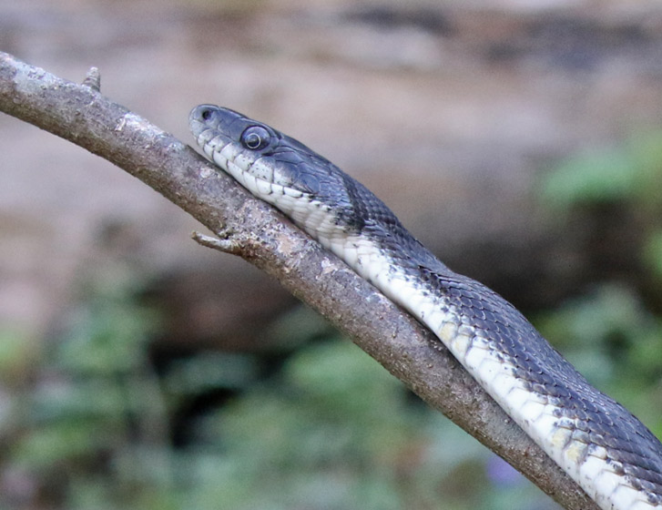 Black Rat Snake (adult) Union County, Illinois