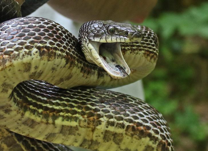 Black Rat Snake