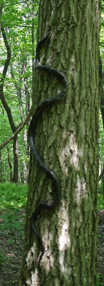 Black Rat Snake