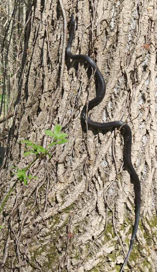 Black Rat Snake