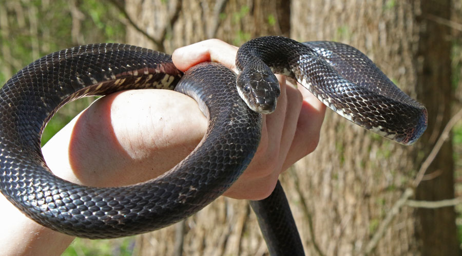 Royal Diadem Rat Snake