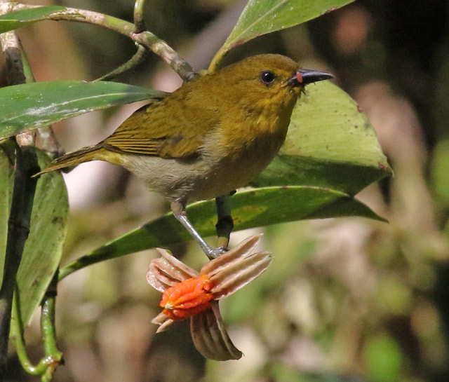Black-and-Yellow Tanager