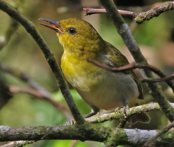 Black-and-Yellow Tanager