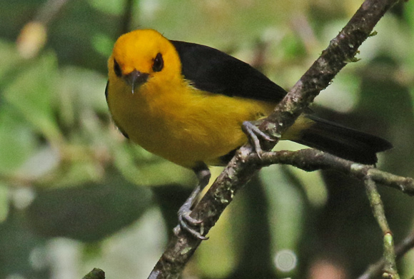 Black-and-Yellow Tanager