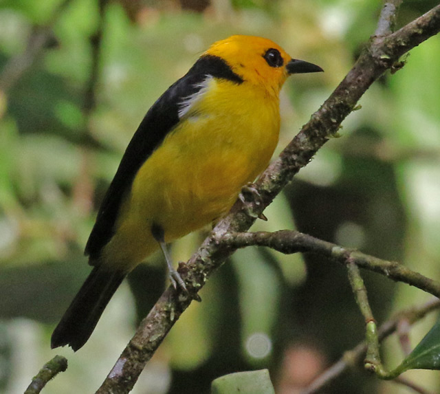 Black-and-Yellow Tanager