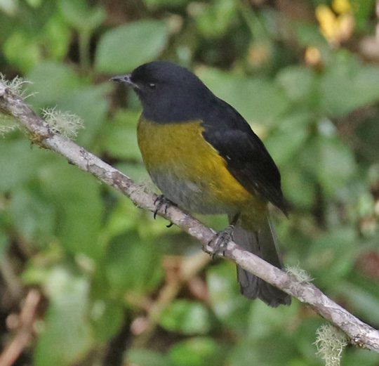 Black-and-yellow Silky-flycatcher